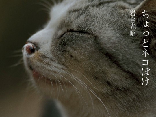 Cover of "A Little Crazy For Cats" ("Chotto Neko Boke")